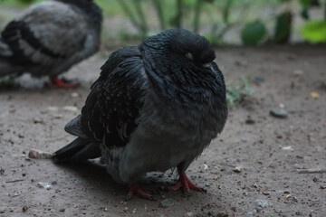 Gray city pigeon walking on the street on the ground.