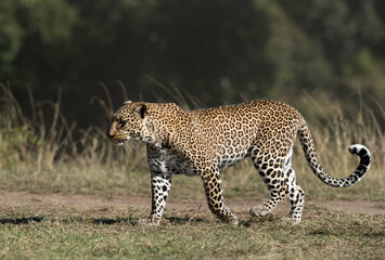 Leopard Koboso walking, Masai Mara
