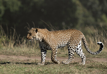 Leopard Koboso out of the woods, Masai Mara