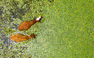 Aerial view at two cows swimming in pond