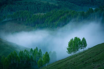 Foggy morning view of a valley with birch trees flooded by fog view from above in a scenic scenery