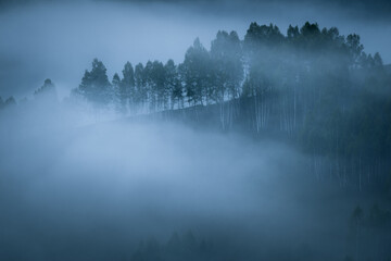 Fototapeta premium Dramatic view of a birch tree forest covered in thick fog on a hill peak aerial view