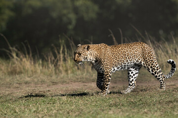 Leopard Koboso at Masai Mara, Kenya