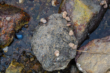 Nature Photos of New England by Constantine