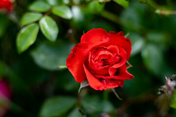 red rose in garden