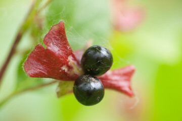 Lonicera involucrata - Berry Close-up - Twinberry