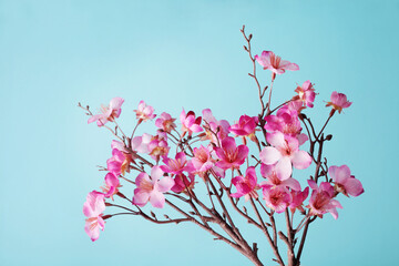 cherry blossom flowers on blue background with copy space