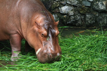 hippopotamus in the zoo