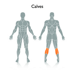 Man muscles in the body, vector