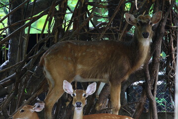 deer in the woods
