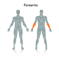 Man muscles in the body, vector