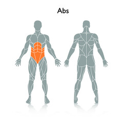 Man muscles in the body, vector