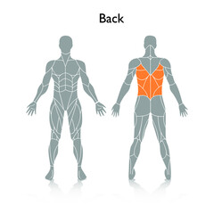 Man muscles in the body, vector