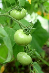 Green tomatoes ripening on a branch in the greenhouse