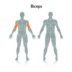 Man muscles in the body, vector