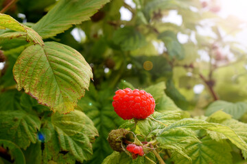 Ripe raspberry on a bush in the garden on a sunny day