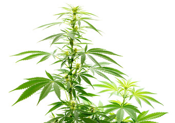 Cannabis, Hanfpflanze vor weißem Hintergrund.