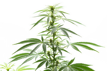 Cannabis, Hanfpflanzen vor weißem Hintergrund, isoliert.