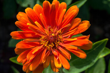 Zinnia
