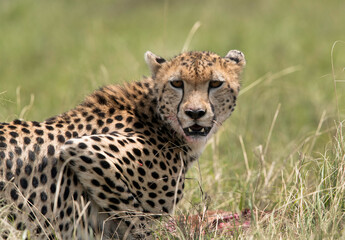 Alert Cheetah while eating kill, Masai Mara