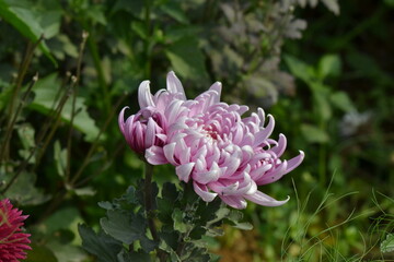 My village garden Photo shoot 
