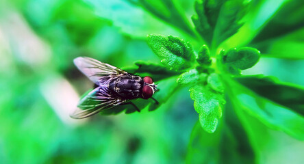 fly on leaf