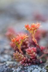Stonecrop on the Rocks
