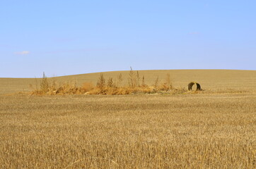 Fototapeta premium wheat field and blue sky