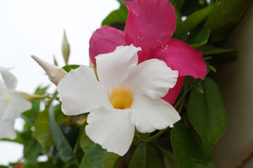 White flower with yellow center and pink flower in background