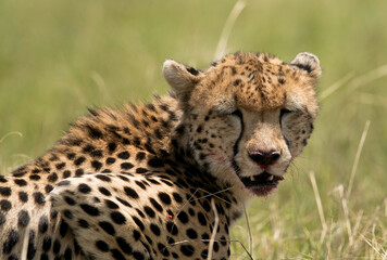 Cheetah with closed eyes while eating kill, , Masai Mara