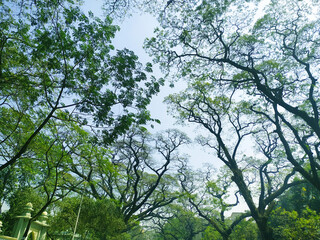 trees and sky