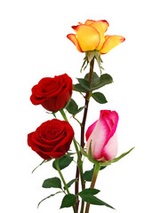 Bunch of rosy roses isolated on white 