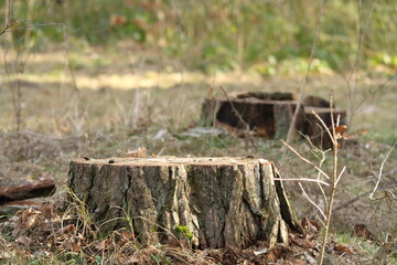 Stumps after the trees were cut down