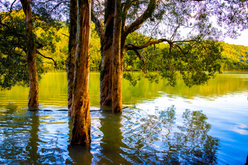 autumn in the forest