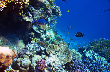 Naklejka na ściany i meble Fish and corals in the Red Sea