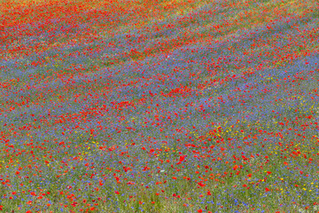 Castelluccio di Norcia, Italy