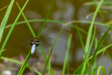 Male broad-shouldered dragonfly (Libellula depressa) with large transparent wings and a blue body. Close-up. Dragonfly sits on long green leaf of sedge in black. Blurred background. Selective focus.