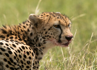 Portrait of a Cheetah with bload stain, Masai Mara
