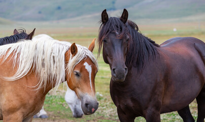 Obraz premium Horses in Castelluccio di Norcia, Italy