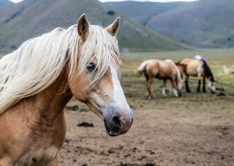 Obraz premium Horses in Castelluccio di Norcia, Italy