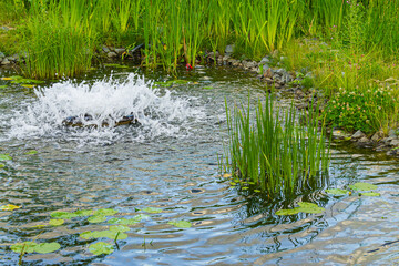 Moscow. Zaryadye Park. Landscape architecture. Ponds with fountains. Water plants along coast. Decorative fish swim in water. Place for walking guests and residents. Atmosphere of calm and relaxation.