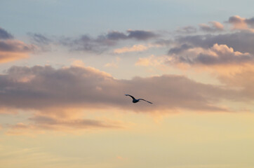 Fototapeta na wymiar Evening cloudy sky,photo 