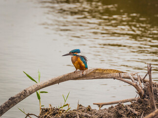 Common kingfisher on tree branch