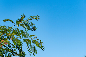 Fototapeta premium Albizia julibrissin is Persian silk tree or pink silk tree of Fabaceae family. Beautiful carved leaves and pink flowers with pleasant smell on branches of acacia. Close-up. Nature concept for design.