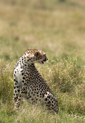 Cheetah turning back,  Masai Mara
