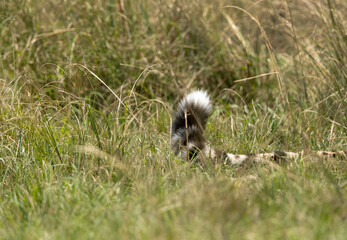 Tail of a Cheetah, Masai Mara