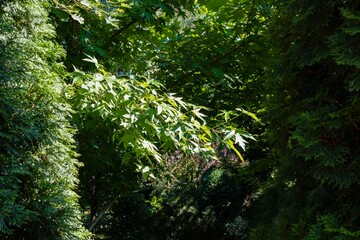 Liquidambar styraciflua or American sweetgum with fresh green leaves on blurred background of evergreen garden. Close-up. Evergreen landscaped garden. Amber twig of tree on bright sunny summer day.