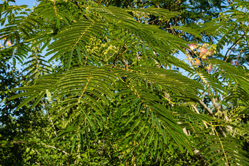 Albizia julibrissin is Persian silk tree or pink silk tree family Fabaceae. Beautiful carved leaves on branches of acacia. Close-up. Atmosphere of relaxing holiday and love. Nature concept for design.