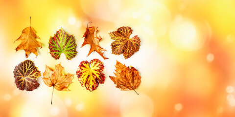 Naklejka na ściany i meble Autumn background with colorful leaves