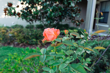 Pink Rosa chinensis flower with green leaf	